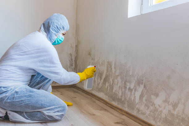 Licensed Commercial Mold Remediation service in Freeland, PA - WQB Mold Removal